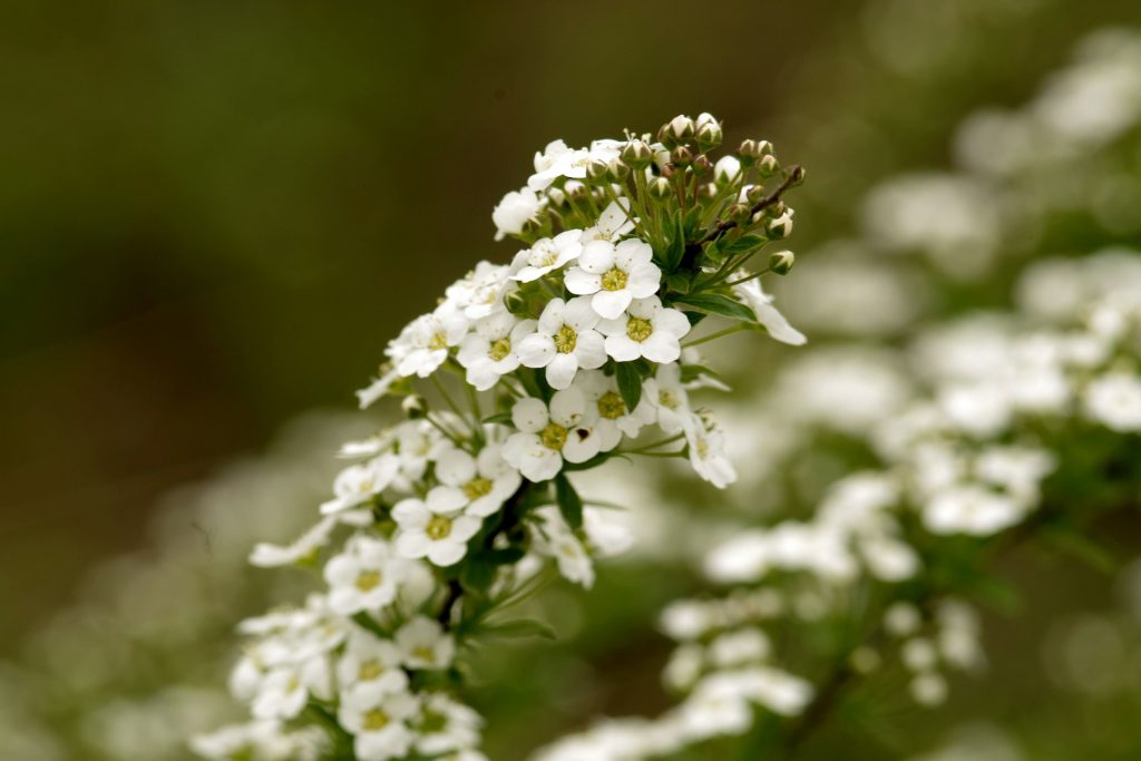 plantas para apartamento Alyssum branca flores decoração de interiores